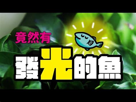 適合養在房間的魚